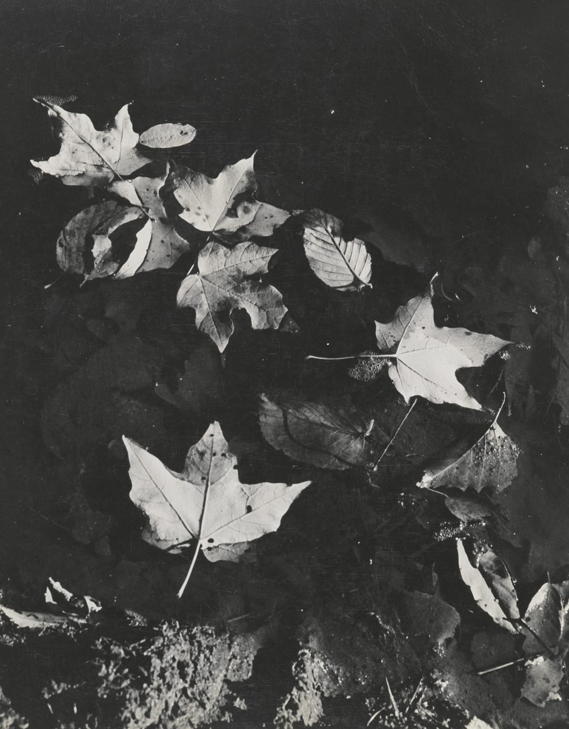 Human/Nature — view 5 of 11